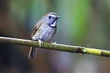 White-gorgeted Flycatcher